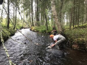 Personer arbetar med att röja i ett vattendrag i skogen.